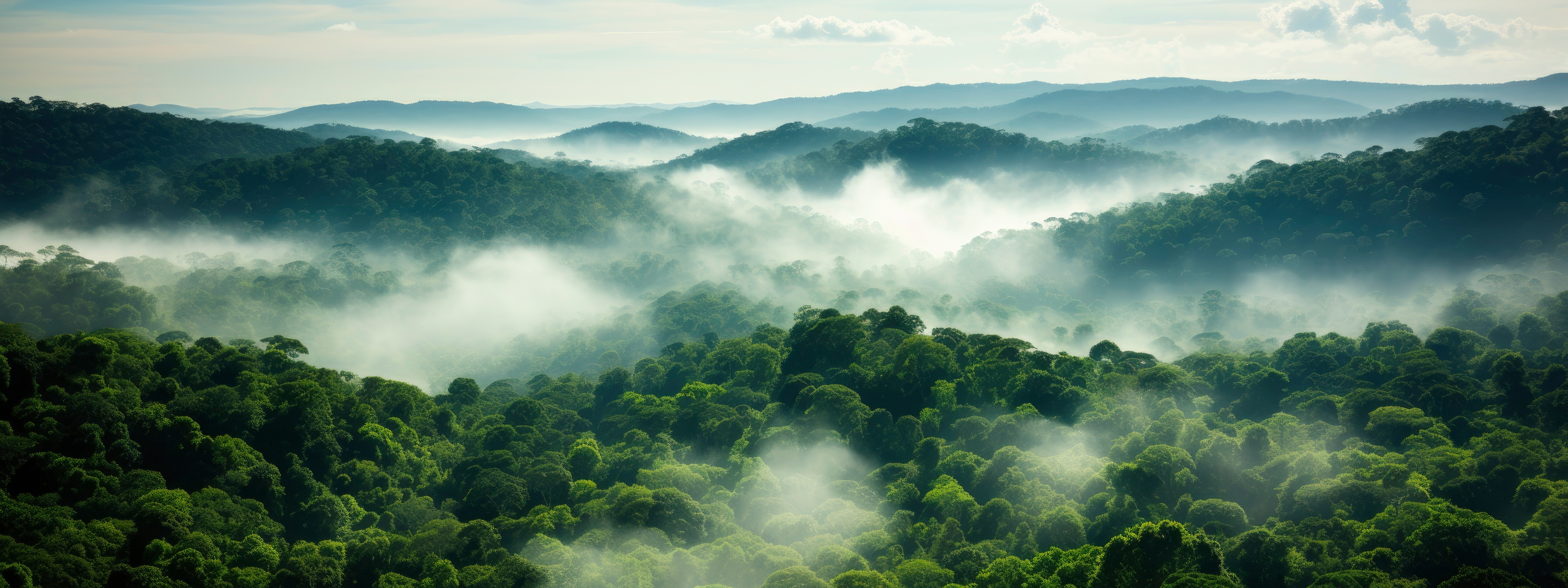 green misty forest